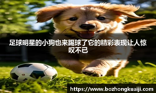 足球明星的小狗也来踢球了它的精彩表现让人惊叹不已